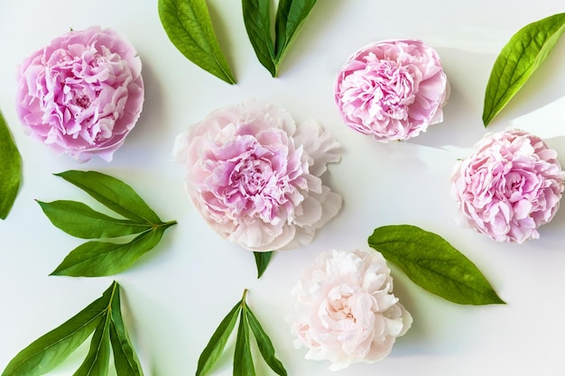 Foto flores de peonías rosas con hojas verdes.