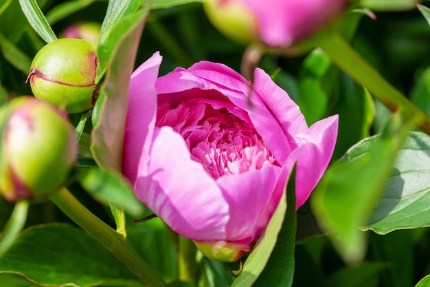 Flores de peonías rosas