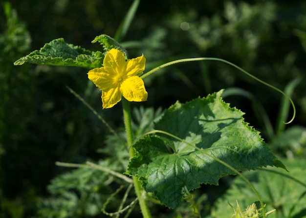 Flores de pepino amarillas en un día soleado en el jardín