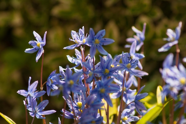 Foto flores pequenas azuis em um jardim