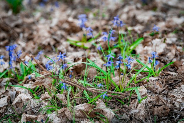 Flores pequenas azuis primeiro em um terreno vazio na primavera. Fundo floral natural sazonal.