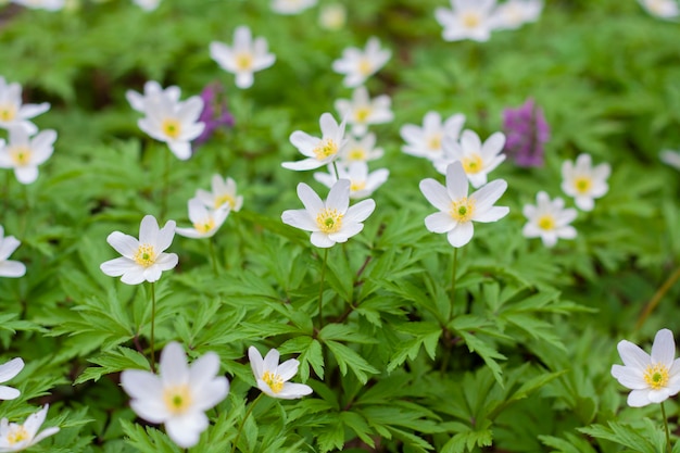 Flores pequenas brancas com centros amarelos e roxas entre as folhas