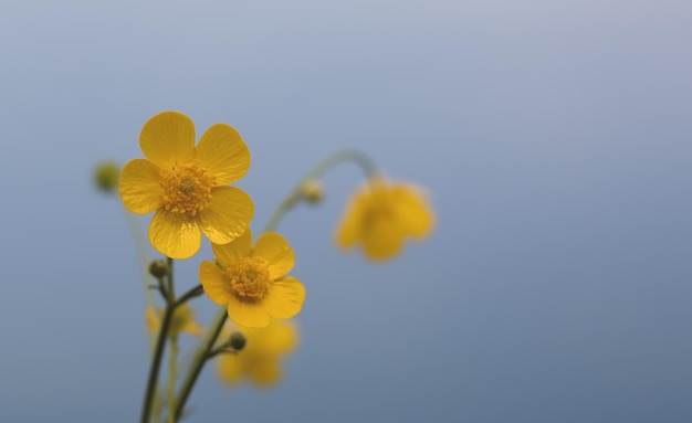 Flores pequenas contra o céu