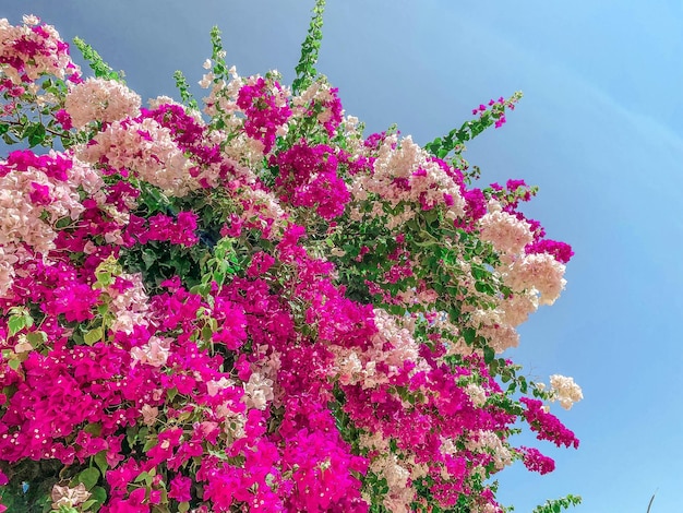 Flores pequenas cor-de-rosa em uma árvore grande e volumosa arbustos bonitos e elegantes em rosa