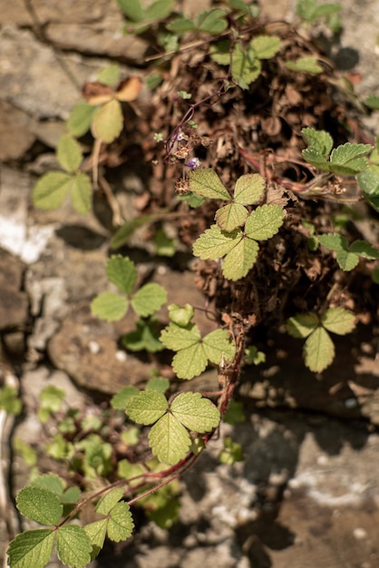 Flores pequenas crescendo em uma cerca de pedra