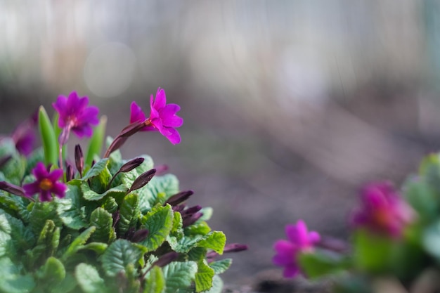 Flores pequenas de primula vulgaris rosa escura com centro amarelo e folhas verdes escuras grossas cercadas