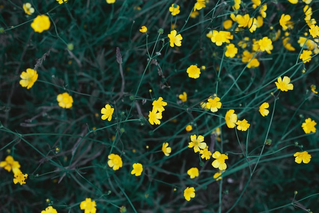 Flores pequenas em um fundo verde