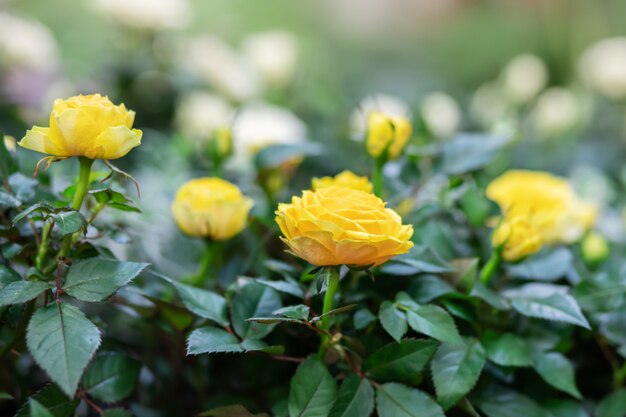 Flores pequeñas rosas amarillas con hojas