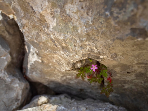 Flores pequenas selvagens nas montanhas da ilha grega na Grécia