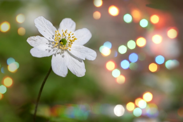 Flores pequenas suavemente brancas em um fundo verde com manchas bokeh multicoloridas