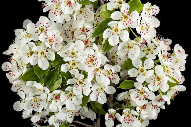 Flores de pera aislado sobre fondo negro