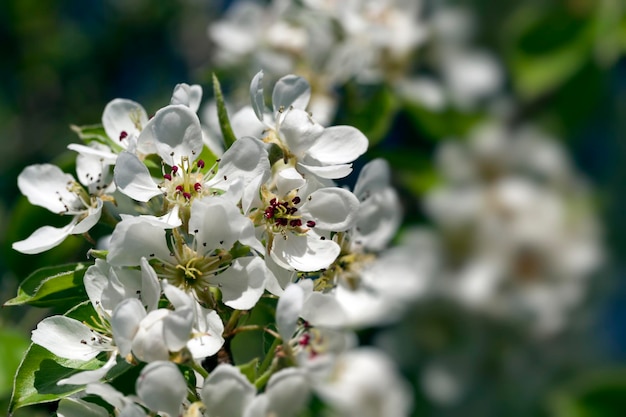 Flores de pera blanca florecientes en primavera