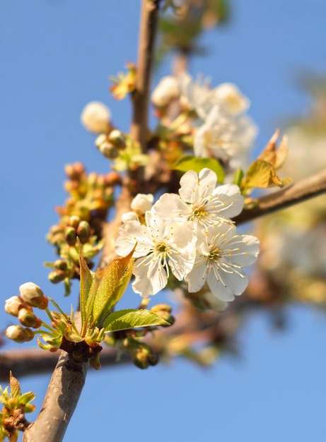 Flores de peral en un día soleado en Grecia