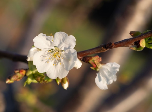 Flores de peral en un día soleado en Grecia