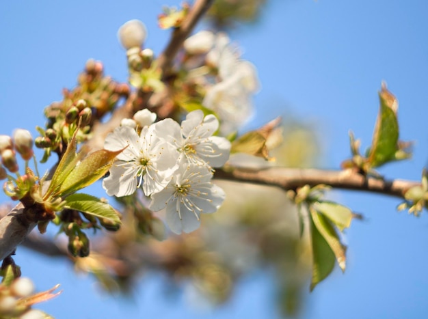 Flores de peral en un día soleado en Grecia