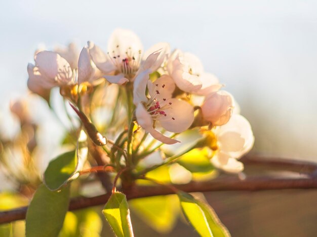 Flores de peral en un día soleado en Grecia