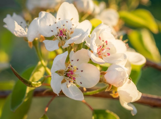 Flores de peral en un día soleado en Grecia