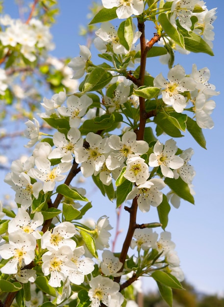 Flores de peral en un día soleado en Grecia