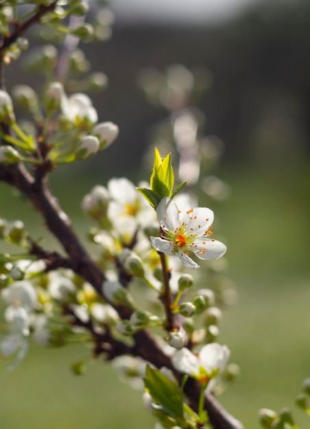 Flores de peral en un día soleado en Grecia