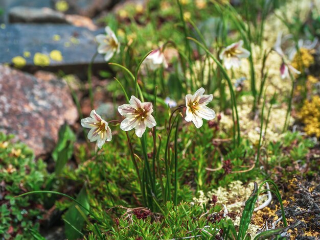 Flores perfumadas de montanha selvagem. Lloydia serotina - Alp Lily, flores silvestres da montanha na Sibéria.