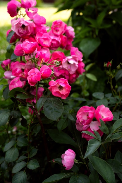 Flores durante el período de floración en el parque Fotografía de flores por sujeto