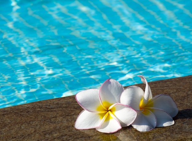 Flores perto da piscina