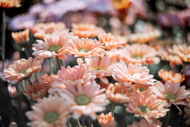 Flores con pétalos de naranja