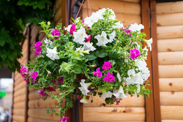 Flores de petunia floreciendo en cachepot en wroclaw, polonia sobre fondo de madera. Jardín de la ciudad, eco, concepto de ecología