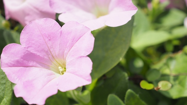 Flores de petunia en hokkaido, japón.