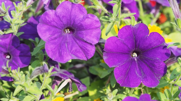 Flores de petunia en hokkaido, japón.