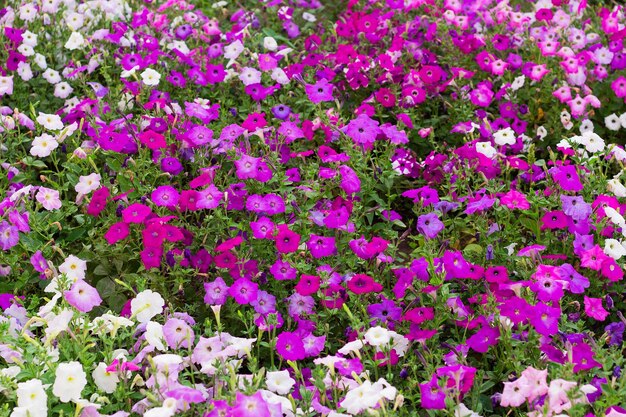 Foto flores de petunia en el jardín.