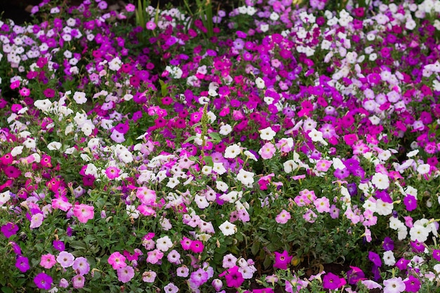 Flores de petunia en el jardín.