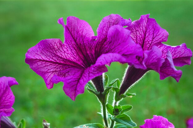 Flores de petunia en un macizo de flores sobre un fondo de primer plano de hierba verde con espacio de copia