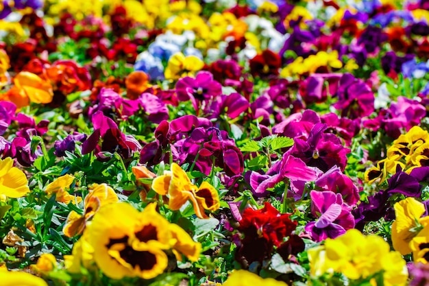 Flores de petunia con pétalos de colores en un enfoque selectivo de capullos de flores