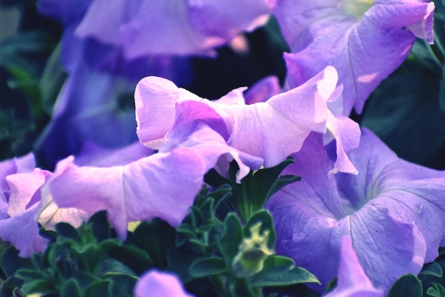 Las flores de petunia púrpura en el fondo del jardín