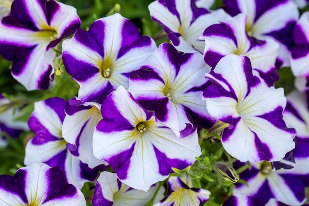 Flores de petunia que florecen en primavera