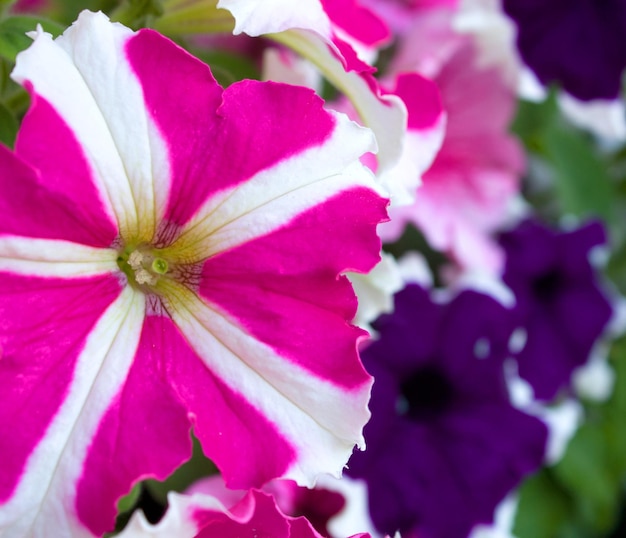 Flores de petunia rosa y azul.