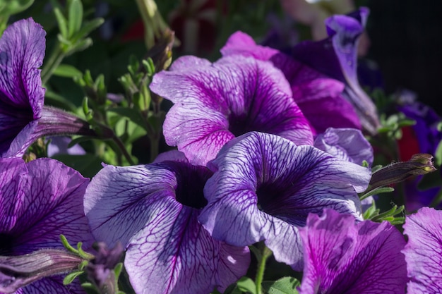 Flores de petunia