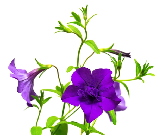 Flores petunias púrpuras aisladas sobre fondo blanco. Tarjeta de flores