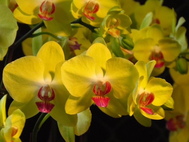 Foto las flores de phalaenopsis se parecen a las mariposas