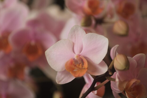 Foto las flores de phalaenopsis se parecen a las mariposas