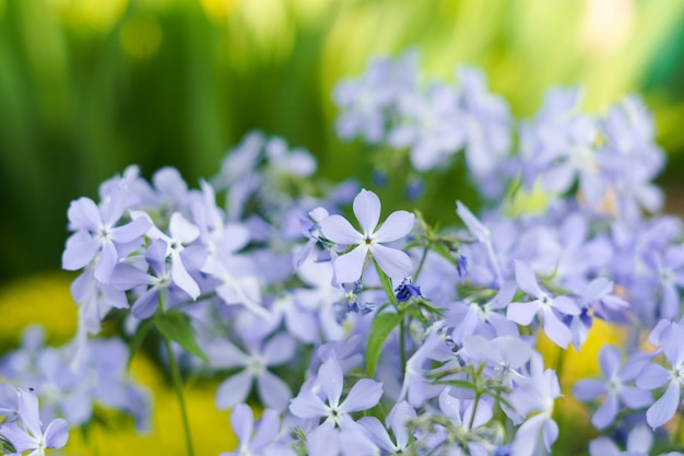 Flores de phlox azules o púrpuras sobre un fondo de vegetación en el jardín El concepto de jardinería de cultivo y plantación de plantas que florecen y la llegada de la primavera
