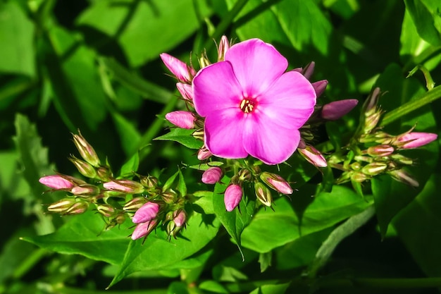 flores de phlox crecen en una cama en el concepto de cultivo de flores de jardín