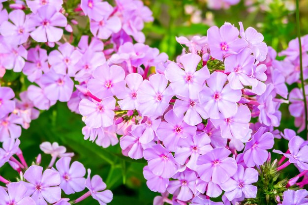 flores phlox crescem em uma cama no jardim, conceito de cultivo de flores