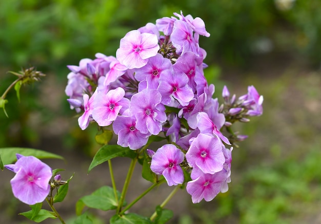 Flores Phlox crescendo na Rússia