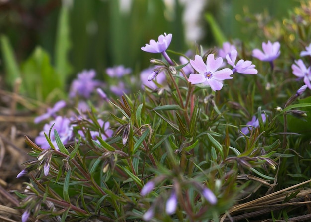 Flores de phlox púrpura en el jardín de primavera