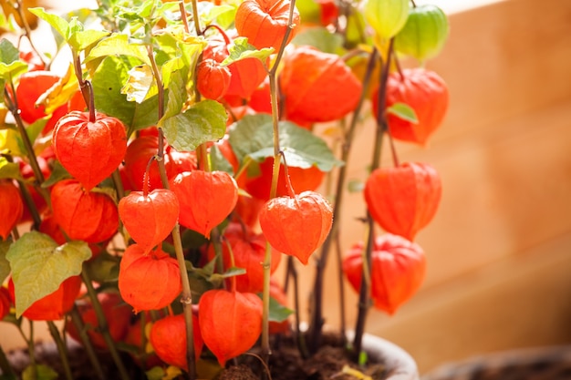 Flores de Physalis naranja cereza de invierno en la olla