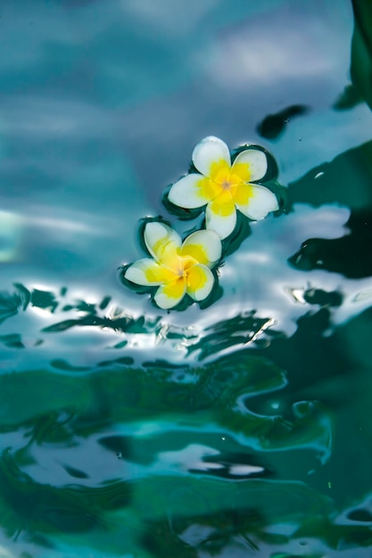 flores en la piscina