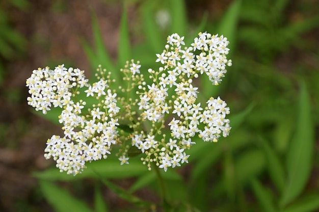 Flores de la planta Anthriscus silvestris