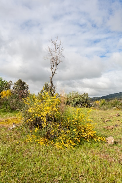 Flores de la planta conocida como escoba cytisus scoparius que crecen alrededor de un árbol pequeño